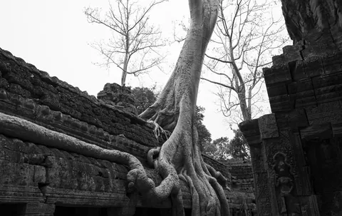 Spung tree, Ta Prohm Temple