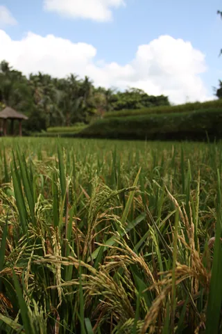 Rice Paddy in Sayan Valley
