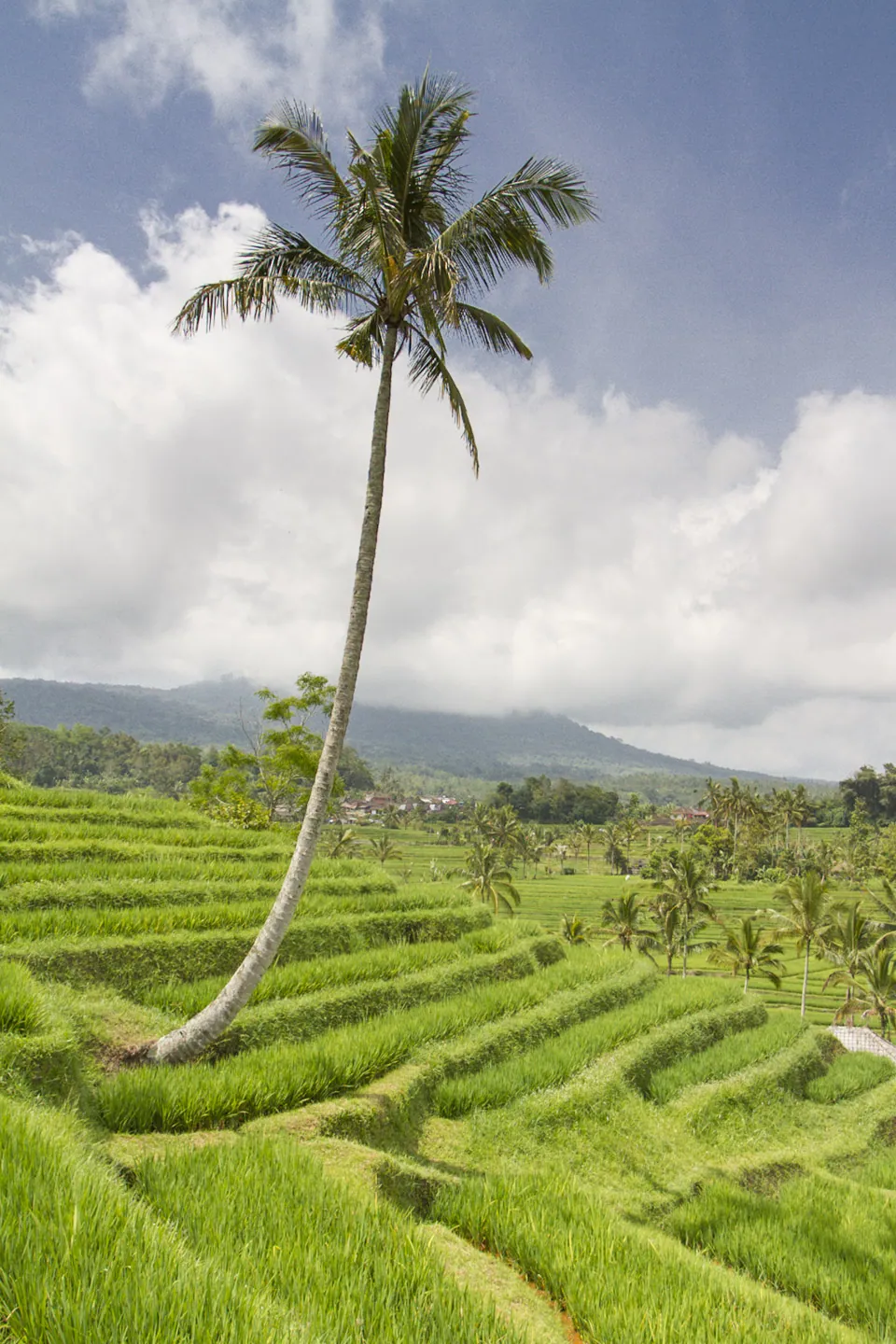 Jatuliwiyah Rice Terraces