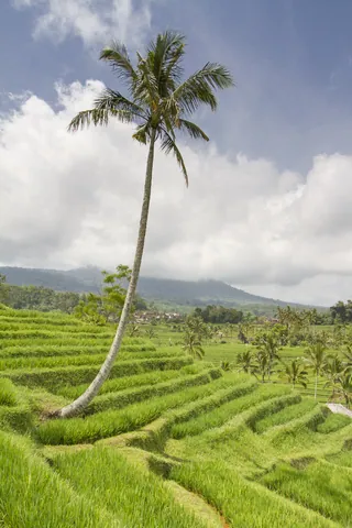 Jatuliwiyah Rice Terraces