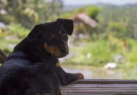 Stray dog sheltering from the sun, Kedewatan Village, Sayan