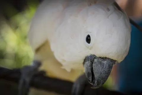Cockatoo in Warung Ibu Oka, Ubud