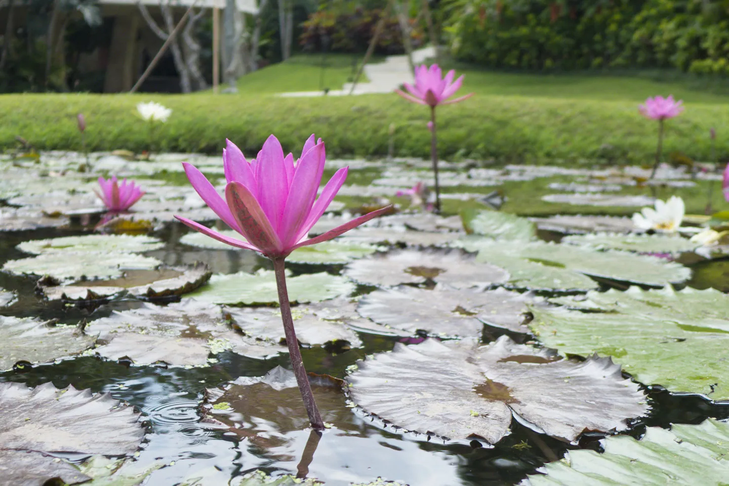 Lotus Pond, Four Seasons Sayan