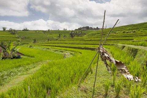 Jatuliwiyah Rice Terraces