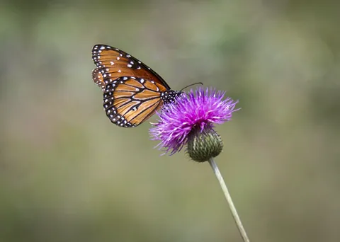Butterfly on thistle, Canyon Wren Ranch