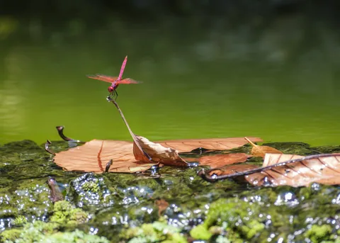 Red Dragonfly, Botanic Gardens