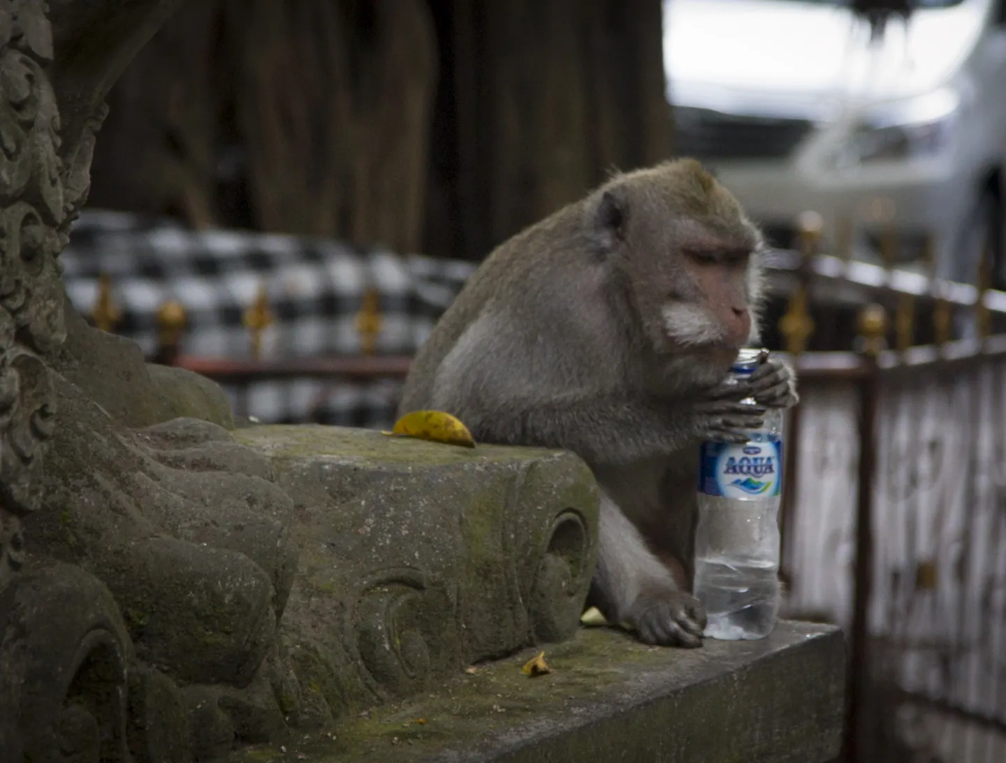 Monkey of Monkey Forest Road, Ubud
