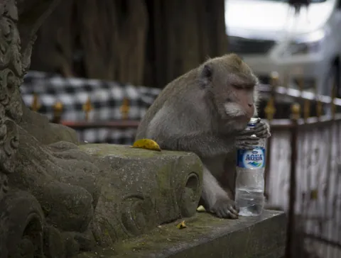 Monkey of Monkey Forest Road, Ubud
