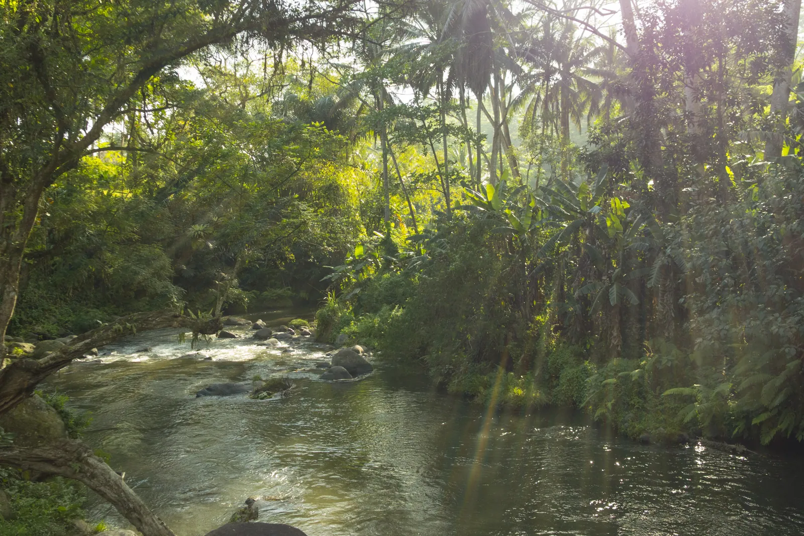 Sayan River from the pool of the Four Seasons, Bali