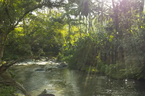 Sayan River from the pool of the Four Seasons, Bali