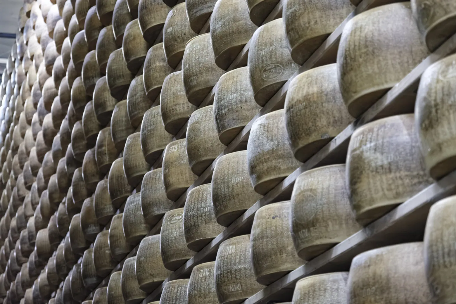 Wheels of Parmaggiano Reggiano ageing