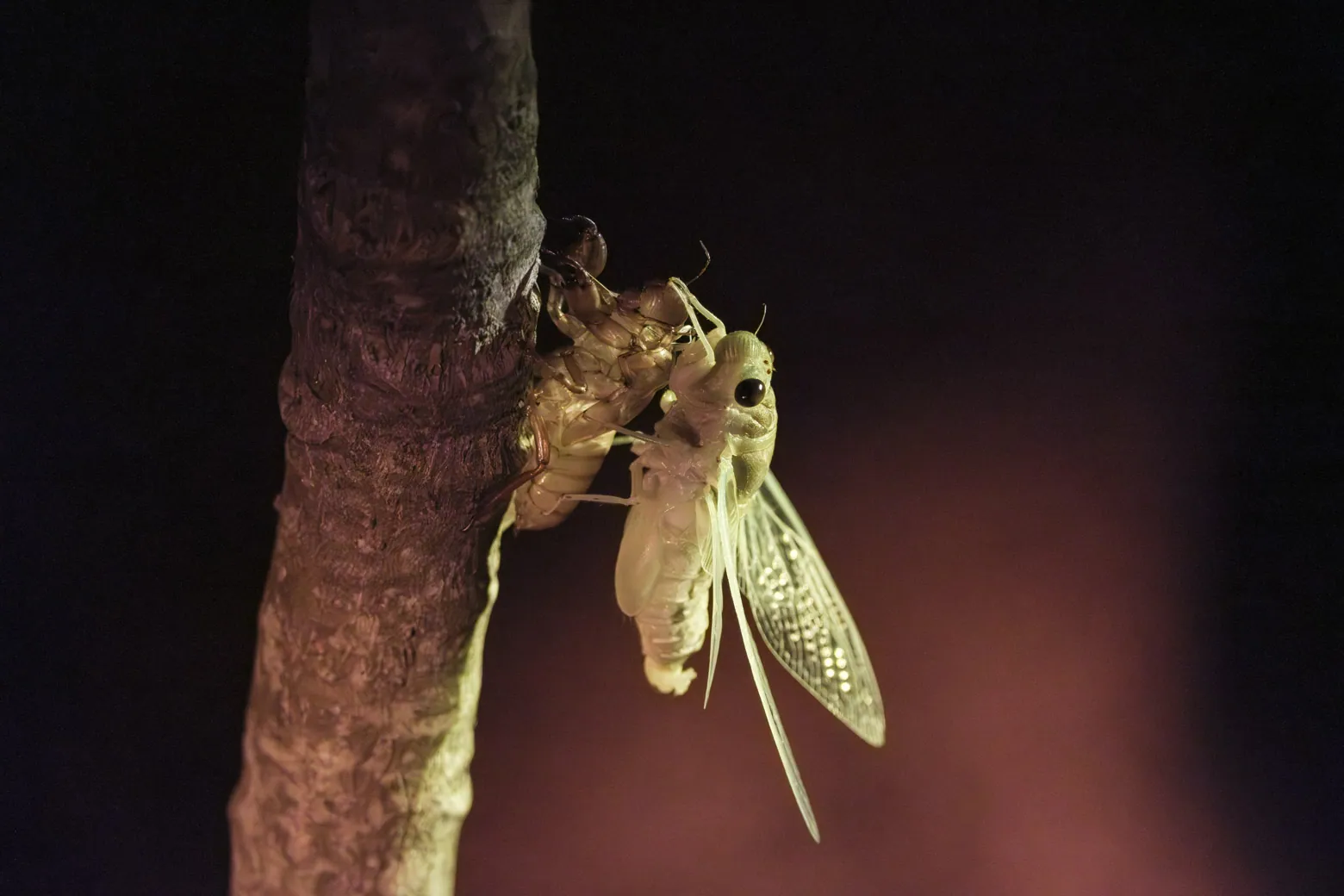 Molting Cicada
