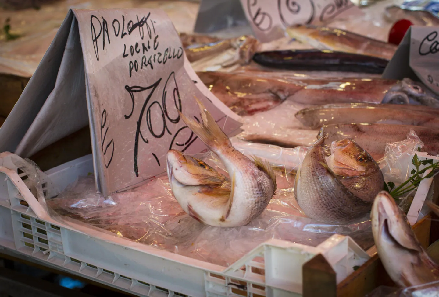 Extremely fresh fish, Ballaro Market, Palermo