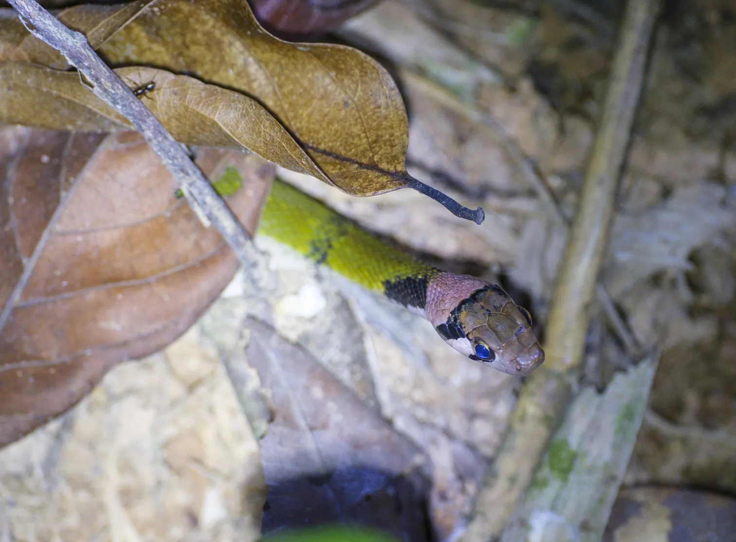 Green Keelback Snake @ Khao Sok NP Night Safari