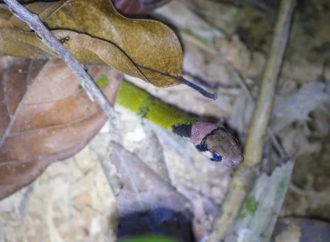 Green Keelback Snake @ Khao Sok NP Night Safari