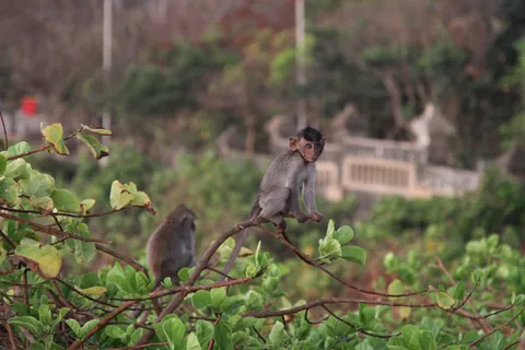 Playful Macaques, Uluwatu, Bali