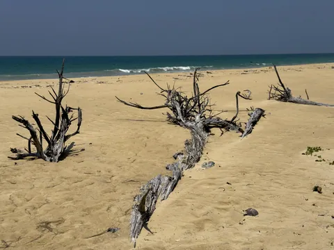 Beach skeletons, Khao Nayak Beach