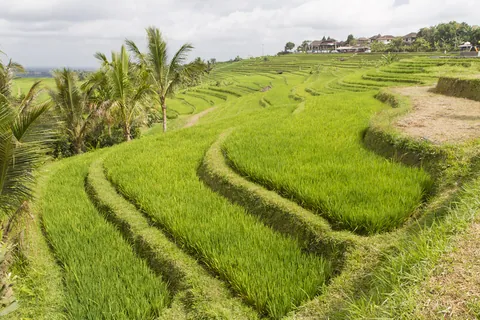 Jatuliwiyah Rice Terraces