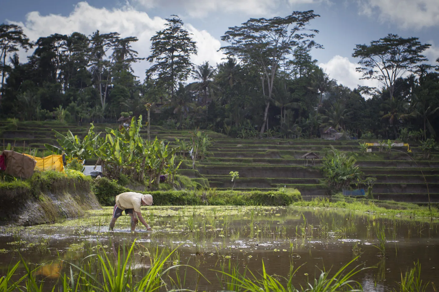 Sowing Rice in Kedewatan Village, Sayan Valley