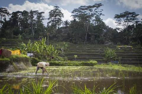 Sowing Rice in Kedewatan Village, Sayan Valley