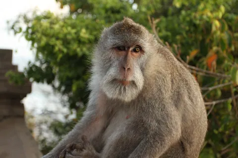 Macaque, Uluwatu, Bali
