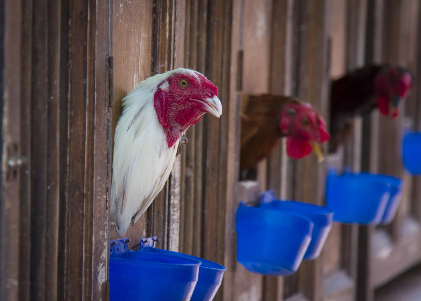 Chickens in Warung Ibu Oka, Ubud