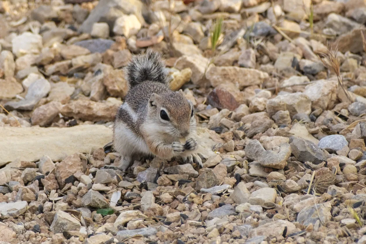 Ground Squirrel
