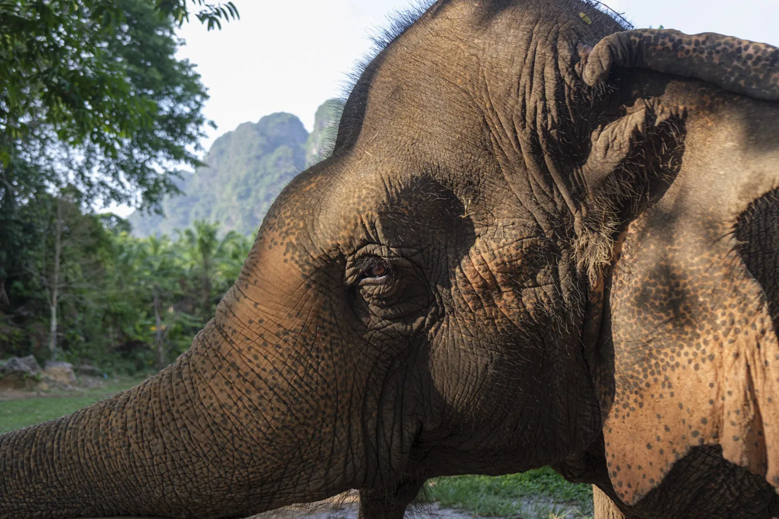 Khao Sok Elephant Sanctuary