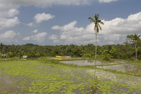 Rice Paddy in Kedewatan Village, Sayan Valley