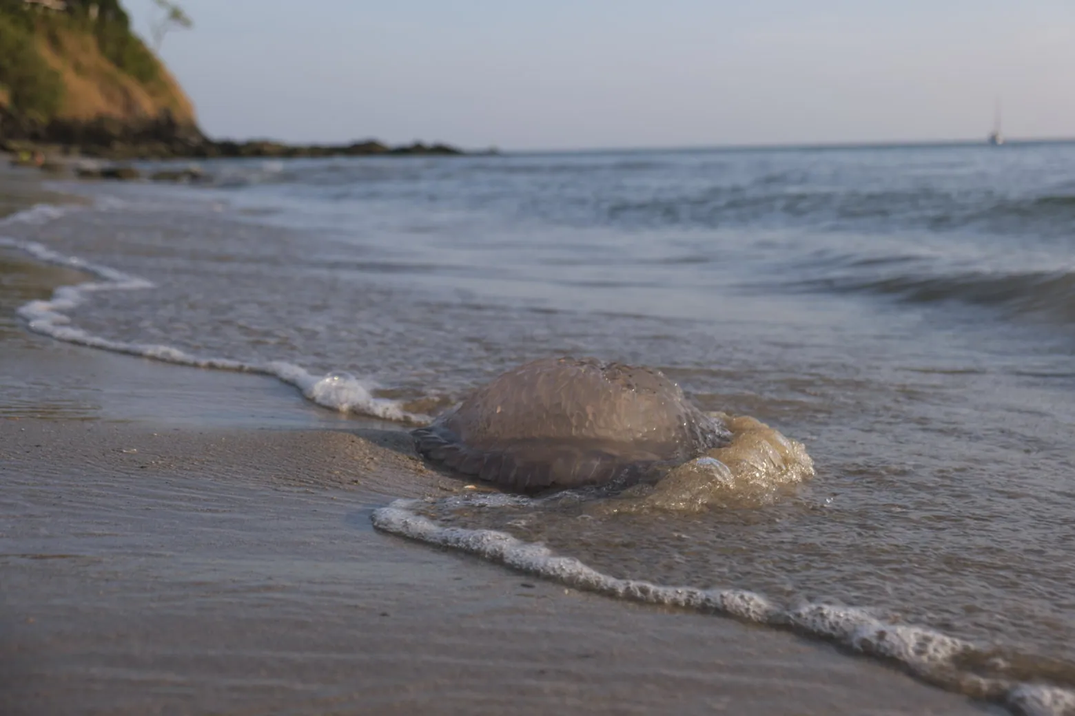 Large jellyfish, Kantiang Bay