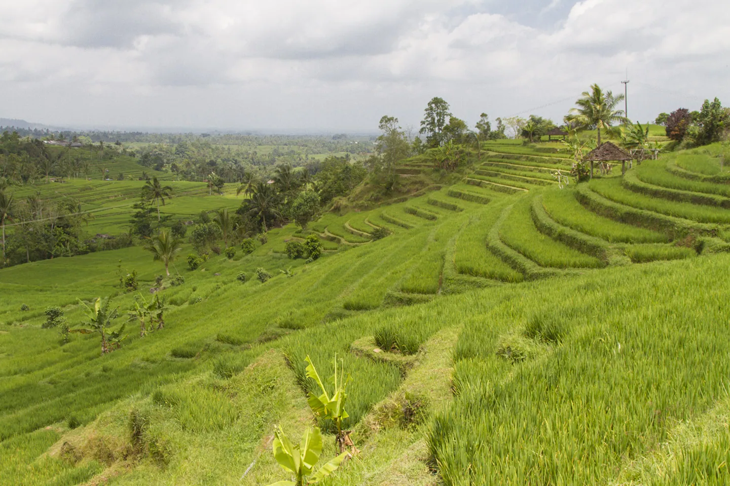 Jatuliwiyah Rice Terraces