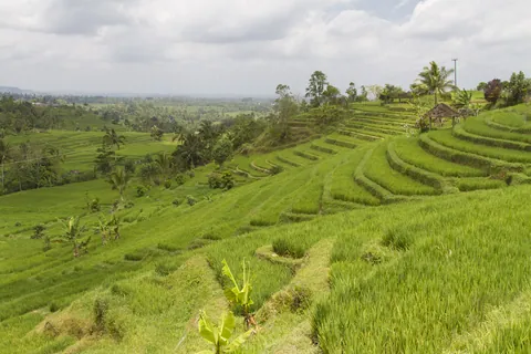 Jatuliwiyah Rice Terraces