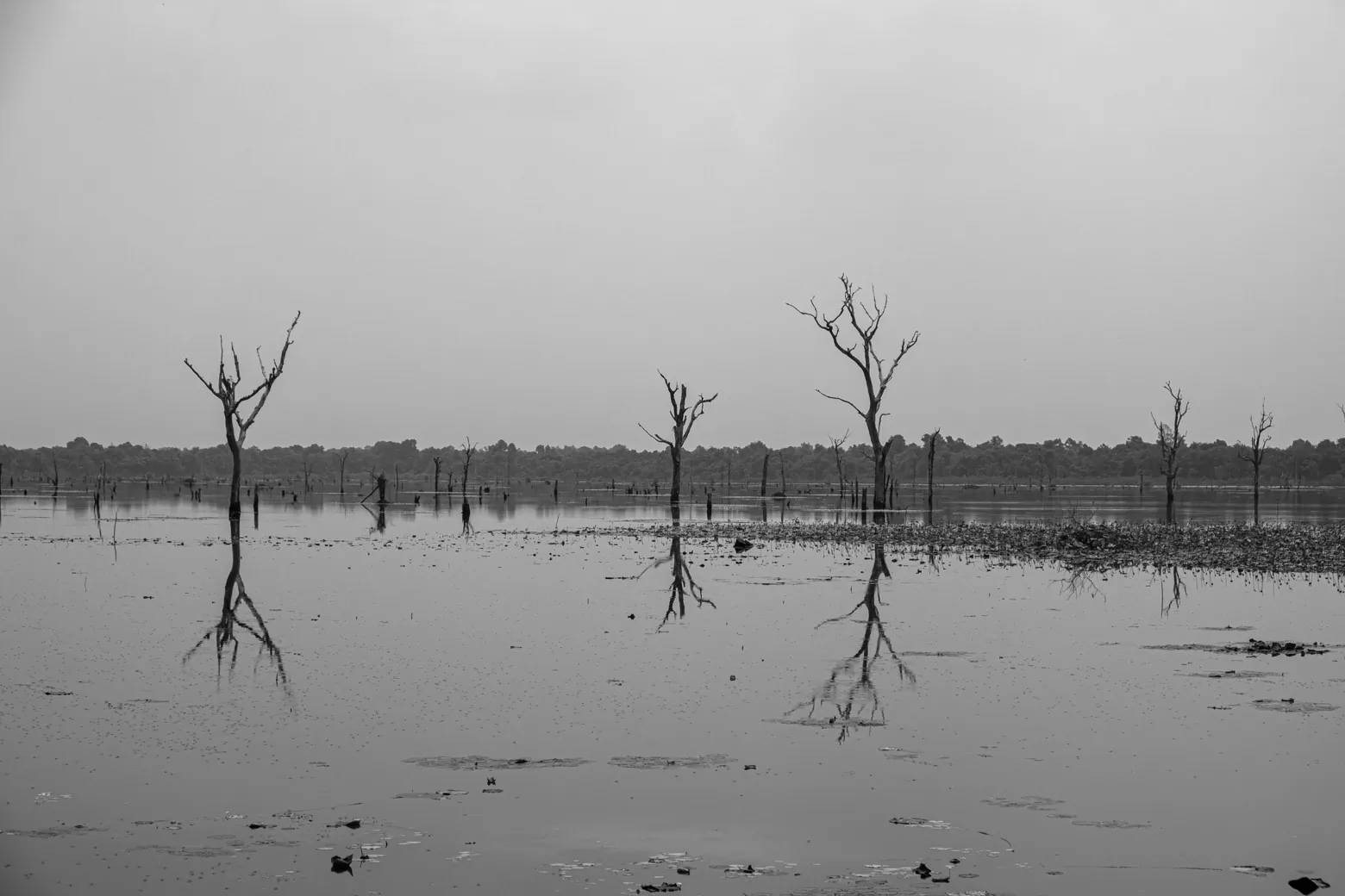 Dead trees in the lake, near Neak Poan Temple