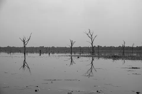 Dead trees in the lake, near Neak Poan Temple