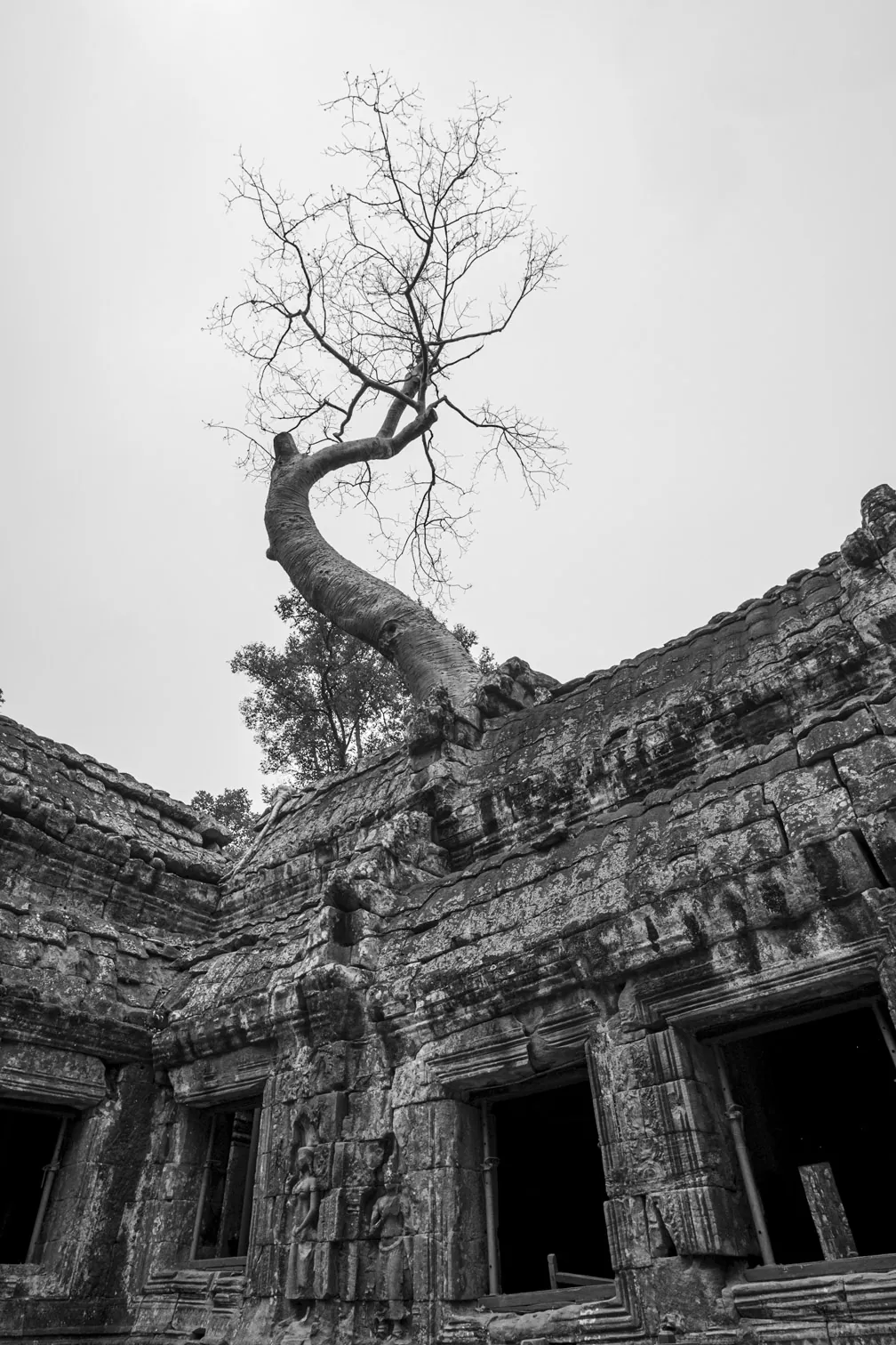 The famous tree, Ta Prohm Temple