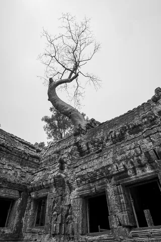 The famous tree, Ta Prohm Temple