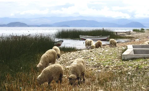 Sheep grazing near Lake Titicaca