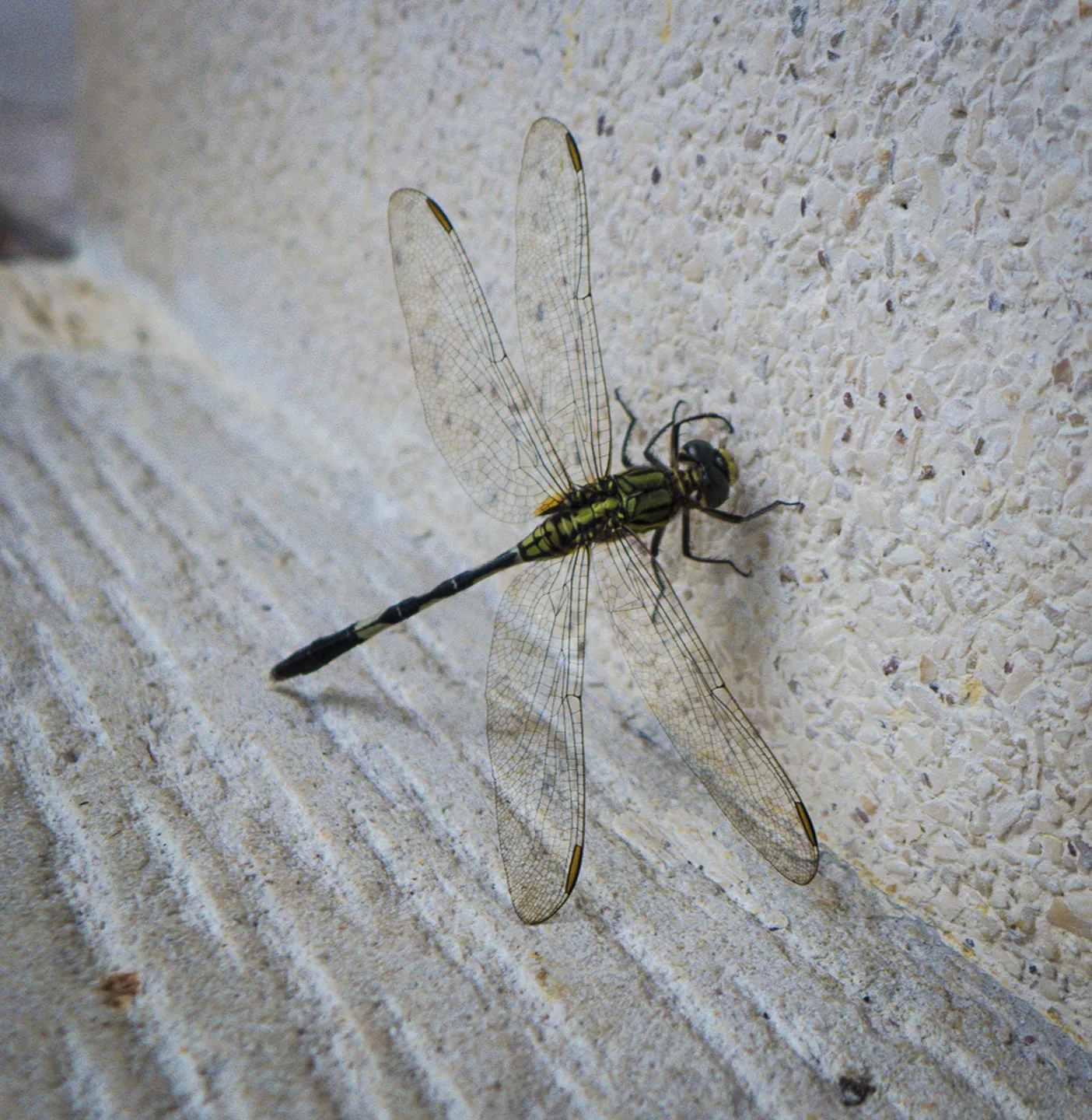Dragonfly, Four Seasons Sayan