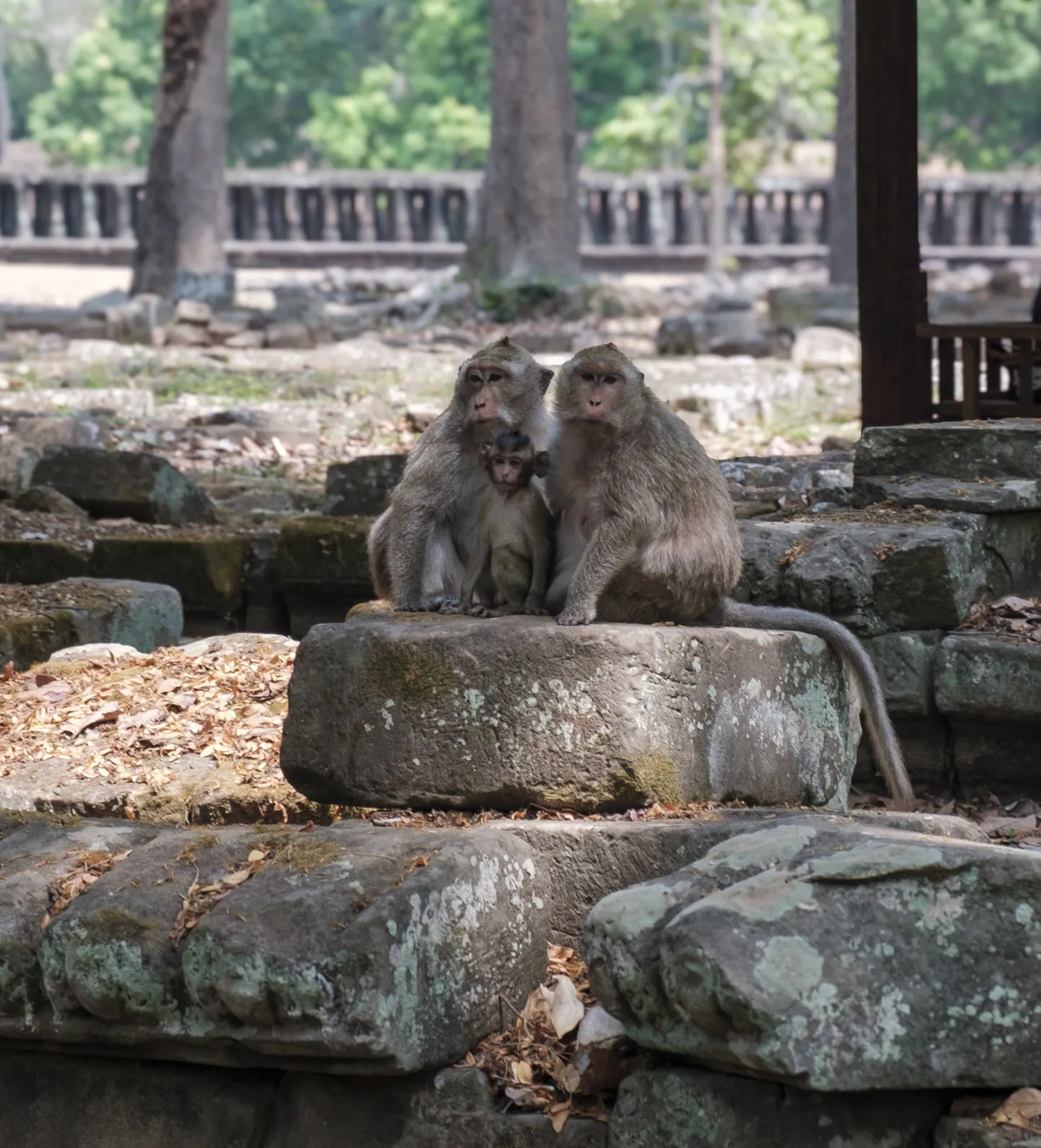 Monkey family outside Bayon Temple