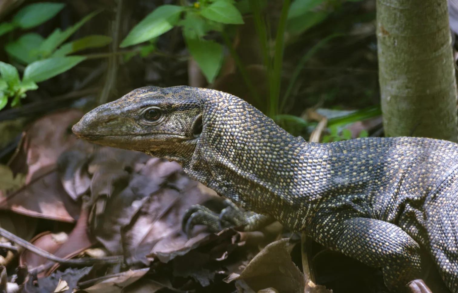 Clouded Monitor Lizard, Botanic Gardens