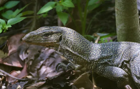 Clouded Monitor Lizard, Botanic Gardens