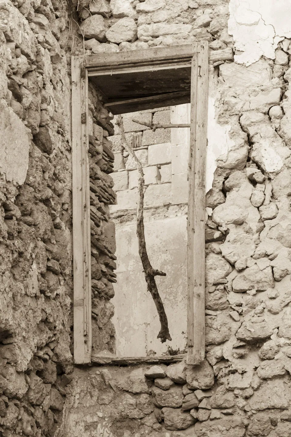 Abandoned Building and Branch, Ortigia, Syracuse