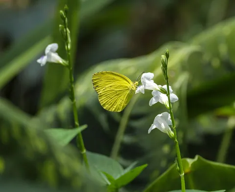 Butterfly, Botanic Gardens