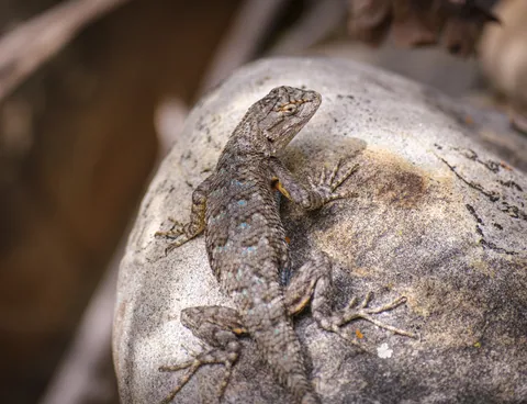Western Fence Lizard