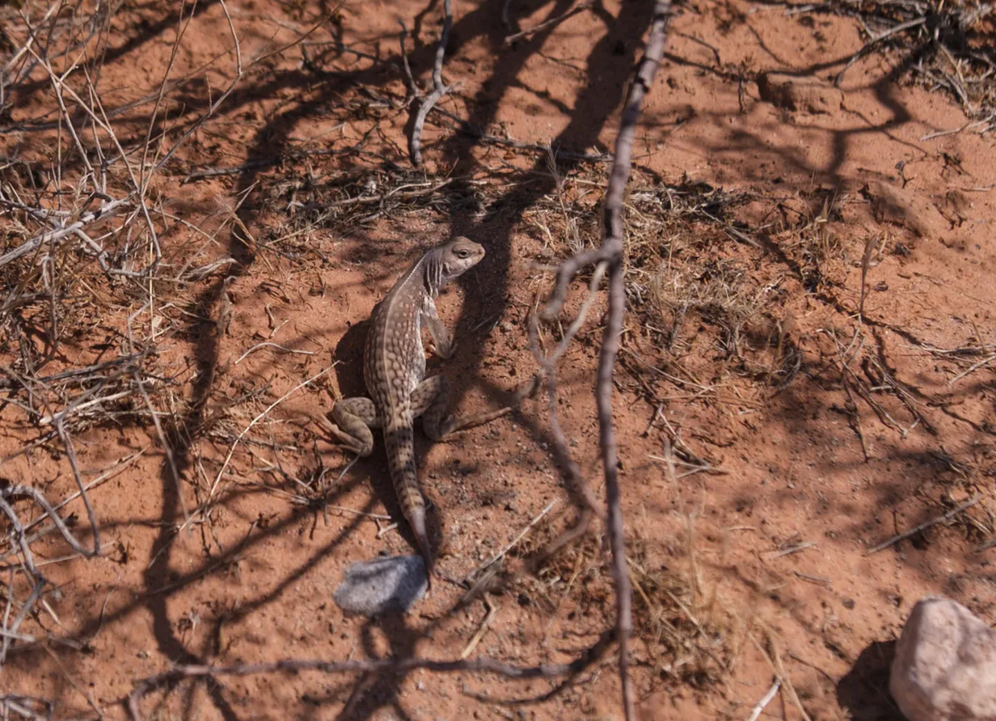 Valley of Fire - Lizard