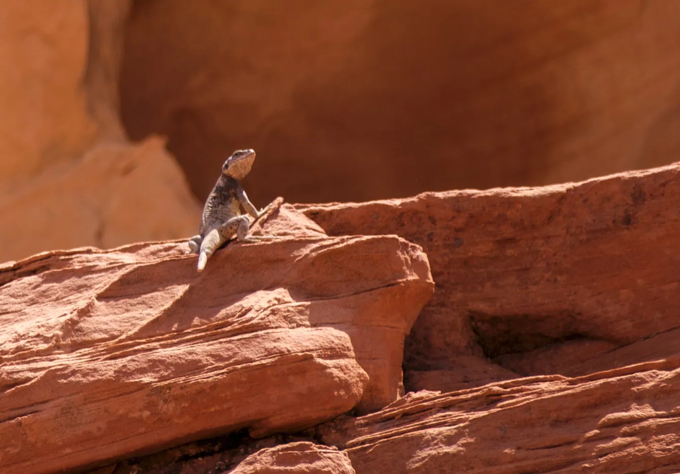 Valley of Fire - Lizard