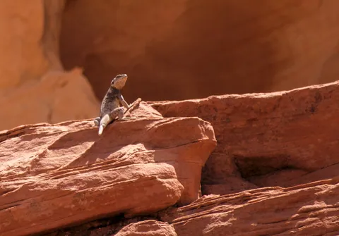 Valley of Fire - Lizard