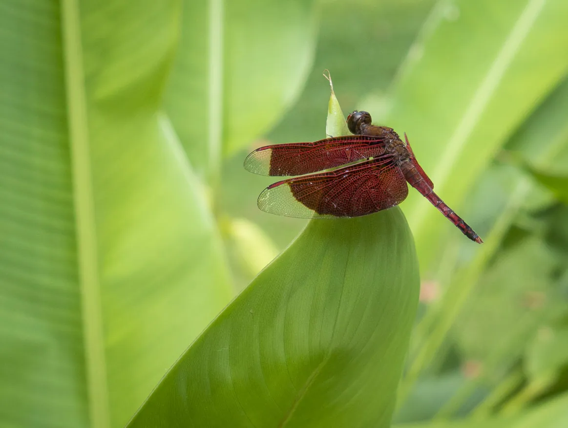 Red Dragonfly on Leaf, Four Seasons Sayan